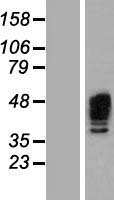 Aurora A (AURKA) Human Over-expression Lysate