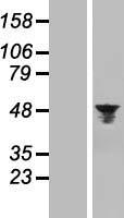 Aurora A (AURKA) Human Over-expression Lysate