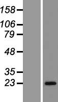 RAB43 Human Over-expression Lysate