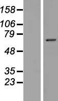 NKPD1 Human Over-expression Lysate