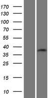 C19orf54 Human Over-expression Lysate