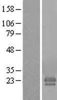 FAM174A Human Over-expression Lysate