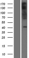 PAQR9 Human Over-expression Lysate