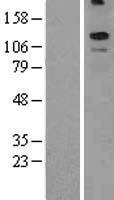 KCNT2 Human Over-expression Lysate