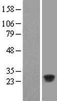 C11orf53 Human Over-expression Lysate