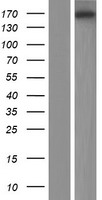 EFCAB5 Human Over-expression Lysate