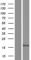 HDDC3 Human Over-expression Lysate