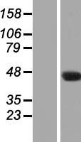 C7orf52 (NAT16) Human Over-expression Lysate