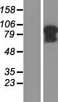 C5orf25 (SIMC1) Human Over-expression Lysate
