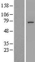 C5orf34 Human Over-expression Lysate