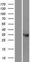 STIMATE Human Over-expression Lysate