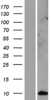 KRTAP12-3 Human Over-expression Lysate