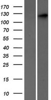 SEC24C Human Over-expression Lysate