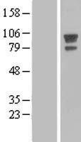 AFAP (AFAP1) Human Over-expression Lysate
