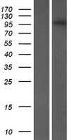 FMNL3 Human Over-expression Lysate
