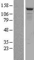 BMP2K Human Over-expression Lysate