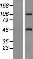MTX1 Human Over-expression Lysate