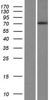 PHLDB3 Human Over-expression Lysate