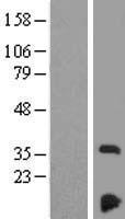 NDUF3 (NDUFAF3) Human Over-expression Lysate