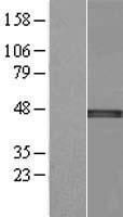 NSUN4 Human Over-expression Lysate