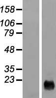 C9orf169 (CYSRT1) Human Over-expression Lysate