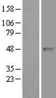 NAPE PLD (NAPEPLD) Human Over-expression Lysate