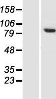 TH1L (NELFCD) Human Over-expression Lysate