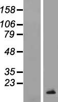 TCL1B Human Over-expression Lysate