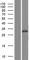 PRSS45P Human Over-expression Lysate