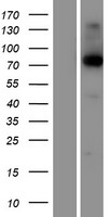 KIRREL2 Human Over-expression Lysate