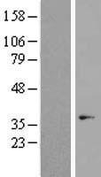 OR7C1 Human Over-expression Lysate