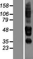 SERINC3 Human Over-expression Lysate