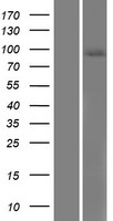 SEMA4B Human Over-expression Lysate