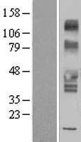 SLC43A3 Human Over-expression Lysate