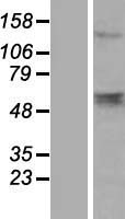 LOC220686 Human Over-expression Lysate