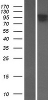 TOGARAM2 Human Over-expression Lysate