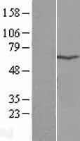 TPTE Human Over-expression Lysate