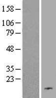 C19orf48 Human Over-expression Lysate