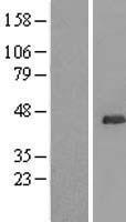 UBL7 Human Over-expression Lysate