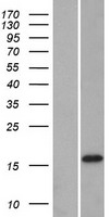 DNAJC12 Human Over-expression Lysate