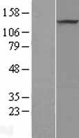 PRDM10 Human Over-expression Lysate