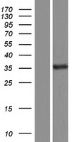WWP2 Human Over-expression Lysate