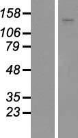 ADAMTS18 Human Over-expression Lysate