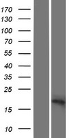 SFT2B (SFT2D2) Human Over-expression Lysate