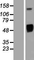 EGFR Human Over-expression Lysate