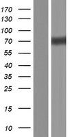 EGFR Human Over-expression Lysate