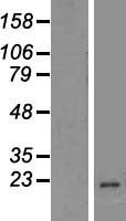 Muted (BLOC1S5) Human Over-expression Lysate