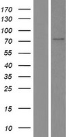 splicing factor 1 (SF1) Human Over-expression Lysate