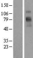Glyt1 (SLC6A9) Human Over-expression Lysate