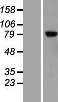 LRRN5 (LRRN2) Human Over-expression Lysate